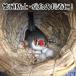 �U�� 4�Z�b�g �[�� �_�~�[��  �Z�L�Z�C�C���R ���� �ɐB �Y�� ���� �֘A�摜4
