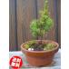  бонсай :ezo сосна (ezomatsu) начинающий направление ..../BONSAI