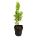 ougonkonote0.2m9cm pot рассада 