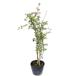  абелия крупноцветковая Edward go- коричневый 0.4m 10.5cm pot 10 шт рассада 