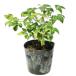 o жесткий k наан тонн 12cm pot рассада 