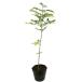  ясень шерстистый ( товар вид указание не возможно ) 0.3m 15cm pot рассада 