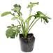 otokoesi9cm pot рассада 