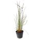 igsa10.5cm pot рассада 