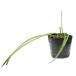  allium kowa колено 9.0cm pot рассада 