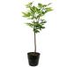 alage ясень шерстистый 0.6m 15cm pot рассада 