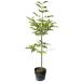 alage ясень шерстистый 0.8m 15cm pot рассада 
