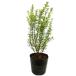  серебристый ba кальмар 0.4m 15cm pot рассада 