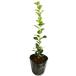  коричневый i потребности сигнал Lee 0.3m 10.5cm pot рассада 