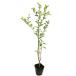  черный ganemochi0.5m 10.5cm pot рассада 