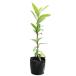 ge Kei ju0.3m 9.0cm pot рассада 