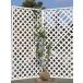 �Q�b�P�C�W�� 1.7m �I�n �c��