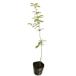  дуб конара 0.5m 10.5cm pot рассада 