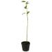  черный moji0.3m 10.5cm pot рассада 