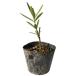 �L���E�`�N�g�E 10.5cm�|�b�g 30�{ �c