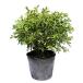 ksatsuge0.2m 10.5cm pot рассада 
