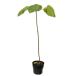  сверло 13.5cm pot рассада 