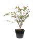  gold sibai0.4m 15cm pot рассада 
