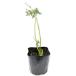  Cara way 9.0cm pot рассада 
