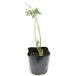  Cara way 9.0cm pot 30 piece seedling 