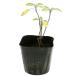  common шалфей 9.0cm pot 30 шт рассада 