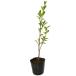 sa The nkatachi can красный цветок 0.3m 10.5cm pot рассада 