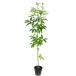  японский дуб сиракаши одиночный дерево 1m 15cm pot рассада 