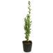  Sky авторучка порог двери 0.3m 10.5cm pot рассада 