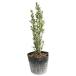  Sky авторучка порог двери 0.3m 15cm pot рассада 