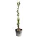  Sky авторучка порог двери 0.5m 15cm pot рассада 