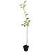  ирга 0.7m 10.5cm pot рассада 