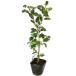  падуб 0.3m 10.5cm pot рассада 