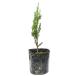  Sky Rocket 0.1m 9.0cm pot рассада 