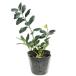  обезьяна здесь ka10.5cm pot рассада 
