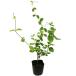  арбуз zla9cm pot 25 шт рассада 