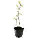 medo- sage 9.0cm pot 30 piece seedling 