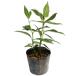 senryou0.3m 10.5cm pot рассада 