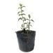  Sara sautsugi0.1m 10.5cm pot рассада 