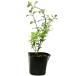  Cherry sage hot lips 9.0cm pot 30 piece seedling 