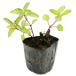 bok шалфей 9.0cm pot 30 шт рассада 