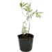 Россия n шалфей 9.0cm pot 30 шт рассада 