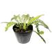 sisigasila10.5cm pot рассада 