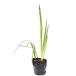  german Iris розовый 10.5cm pot рассада 