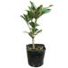  Miyama si Kimi 0.1m 10.5cm pot рассада 