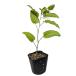 siote9cm pot рассада 
