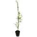 tokiwa гамамелис синий лист белый цветок 0.8m 15cm pot рассада 