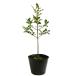 dou Dan азалия 0.3m 10.5cm pot рассада 
