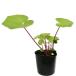  farfugium japonicum 10.5cm pot seedling 