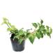 tsuru гортензия 9cm pot рассада 