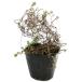  common время 9.0cm pot рассада 